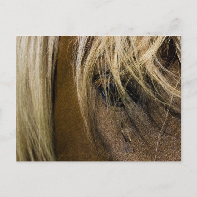 Emotional Horse Postcard (Front)