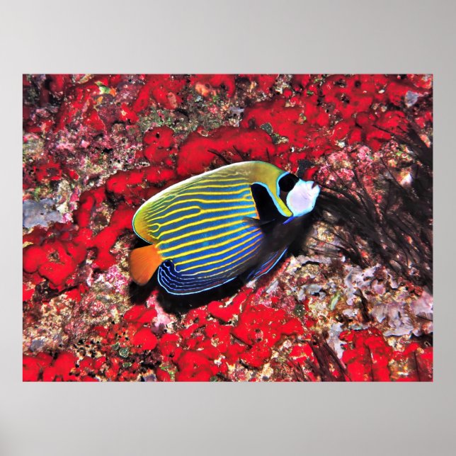 Emperor Angelfish in the Maldives Poster (Front)