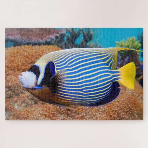 Emperor Angelfish Puzzle