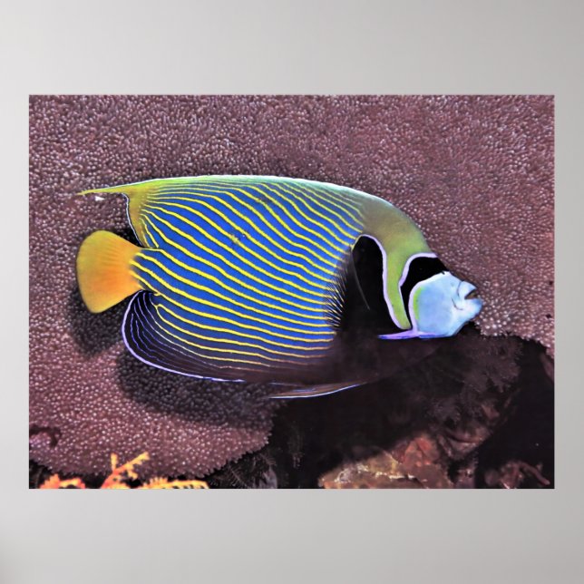 Emperor Angelfish-Raja Ampat Poster (Front)