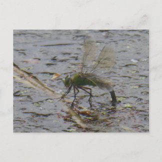 Emperor Dragonfly Close up DIY Postcard