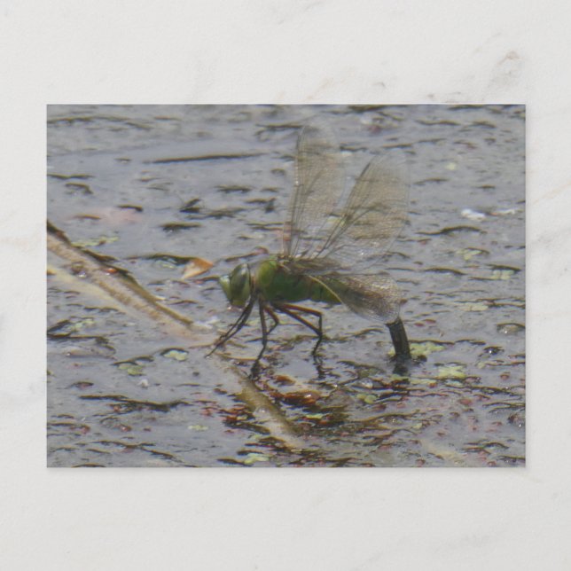 Emperor Dragonfly Close up DIY Postcard (Front)