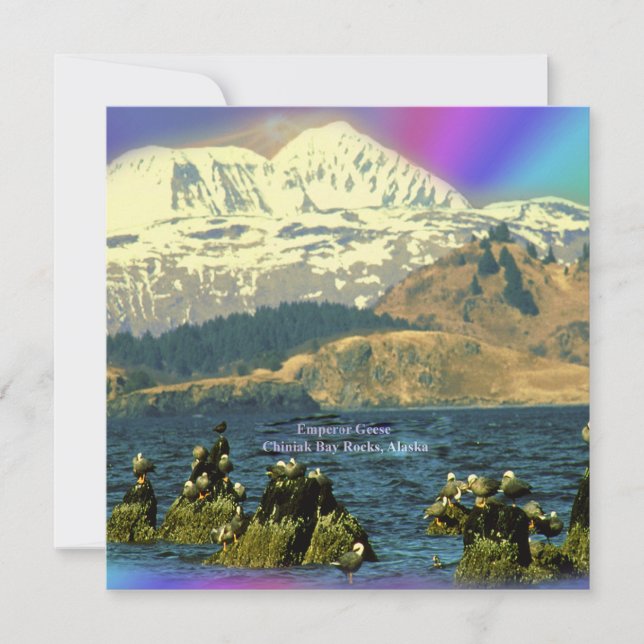 Emperor Geese on Chiniak Bay near Chiniak, Alaska Invitation (Front)