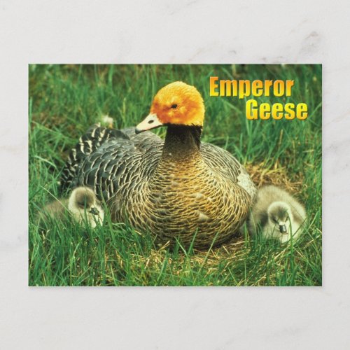 Emperor Goose and chicks Postcard