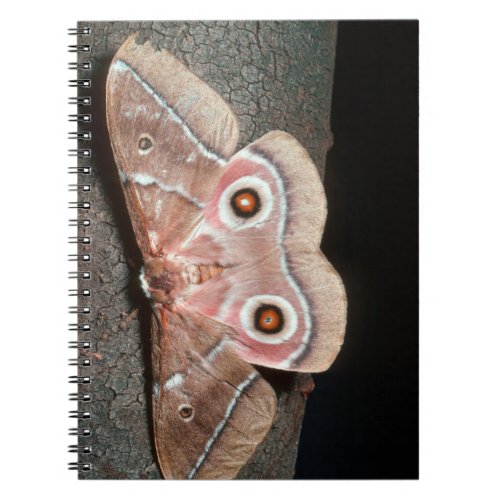 Emperor Moth Saturniidae On Tree Notebook