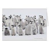 Emperor penguin (Front Horizontal)