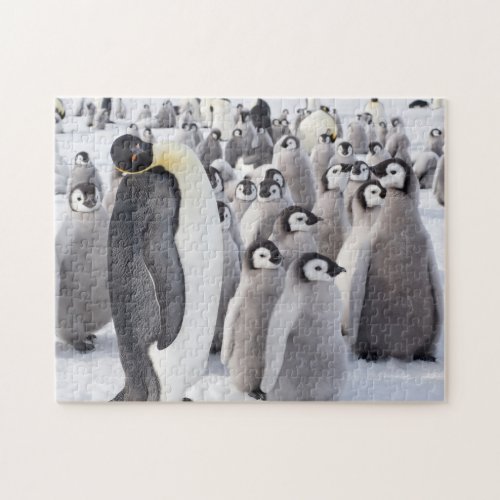 Emperor Penguin adult with chicks Jigsaw Puzzle