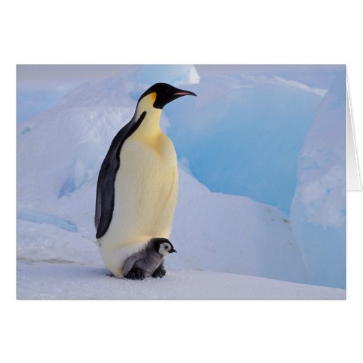 Emperor Penguin | Aptenodytes Cards (Front Horizontal)