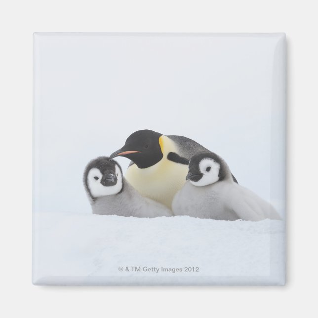 Emperor Penguin (Aptenodytes forsteri) 2 Magnet (Front)
