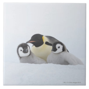 Emperor Penguin (Aptenodytes forsteri) 2 Tile