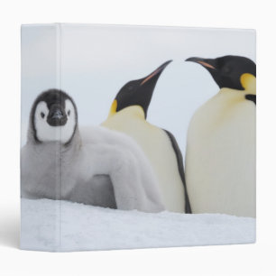 Emperor Penguin (Aptenodytes forsteri) Binder