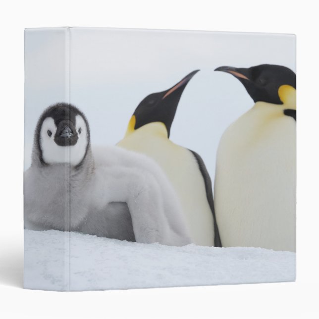 Emperor Penguin (Aptenodytes forsteri) Binder (Front/Spine)
