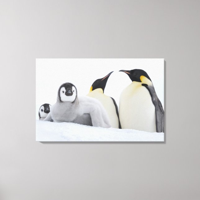 Emperor Penguin (Aptenodytes forsteri) Canvas Print (Front)