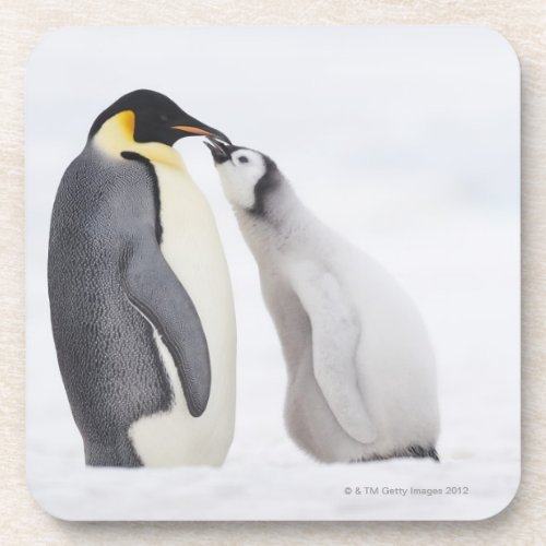 Emperor penguin Aptenodytes forsteri chick Beverage Coaster