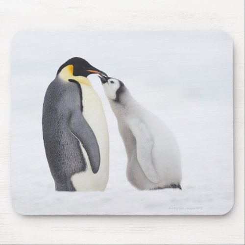 Emperor penguin Aptenodytes forsteri chick Mouse Pad