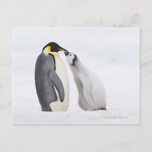 Emperor penguin Aptenodytes forsteri chick Postcard
