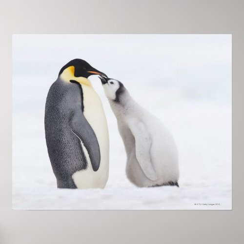 Emperor penguin Aptenodytes forsteri chick Poster