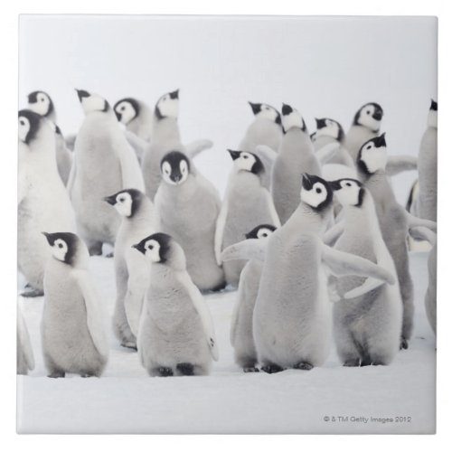 Emperor penguin Aptenodytes forsteri group of Tile
