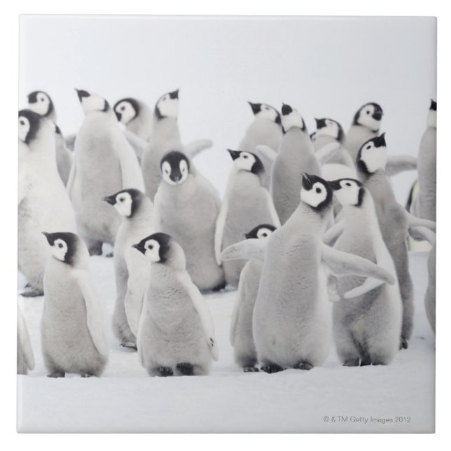 Emperor penguin (Aptenodytes forsteri), group of Tile (Front)