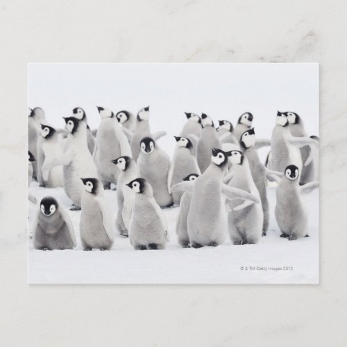 Emperor penguin Aptenodytes forsteri Postcard