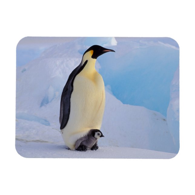Emperor Penguin | Aptenodytes Magnet (Horizontal)