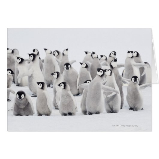 Emperor penguin cards (Front Horizontal)