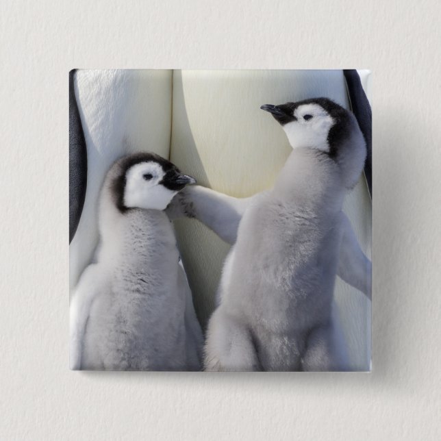 Emperor Penguin Chick Button (Front)