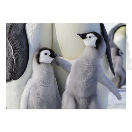 Emperor Penguin Chick Cards (Front Horizontal)