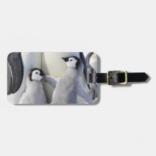 Emperor Penguin Chick Luggage Tag