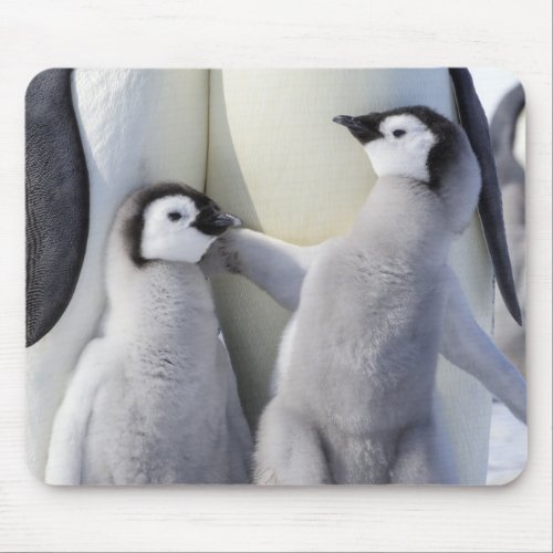 Emperor Penguin Chick Mouse Pad