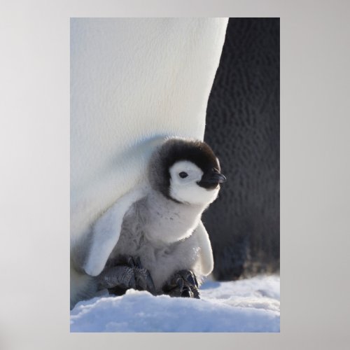 Emperor Penguin Chick on Parents Feet Poster