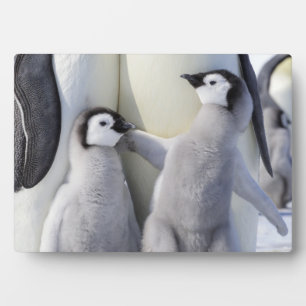 Emperor Penguin Chick Plaque