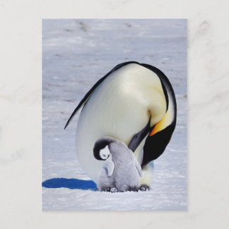 Emperor Penguin & Chick Preening Postcard