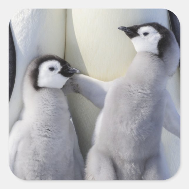 Emperor Penguin Chick Square Sticker (Front)