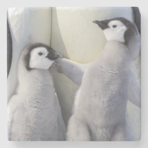 Emperor Penguin Chick Stone Coaster