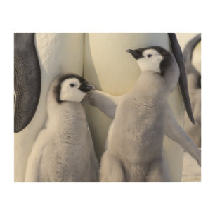 Emperor Penguin Chick Wood Wall Art