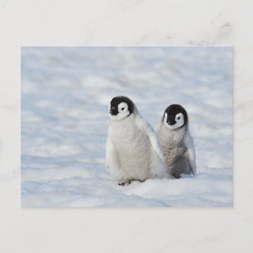 Emperor Penguin Chicks Antarctica Postcard