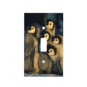 Emperor Penguin chicks in creche, Aptenodytes Light Switch Cover