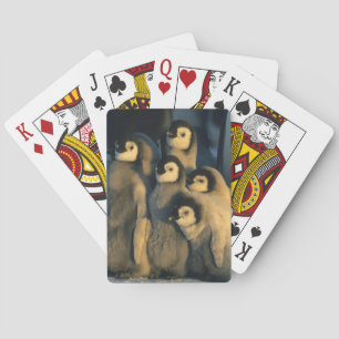 Emperor Penguin chicks in creche, Aptenodytes Poker Cards