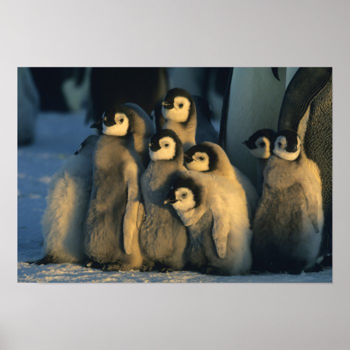 Emperor Penguin chicks in creche, Aptenodytes Posters