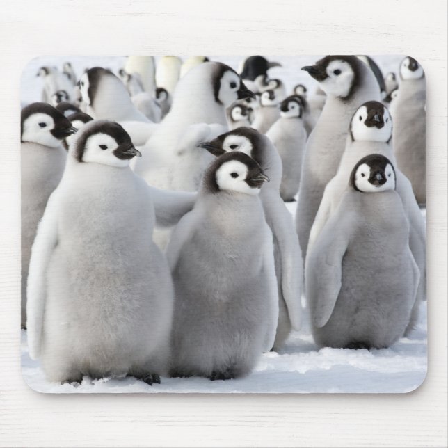 Emperor penguin chicks mouse pad (Front)