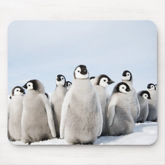 Emperor Penguin chicks - mouse pad (Front)