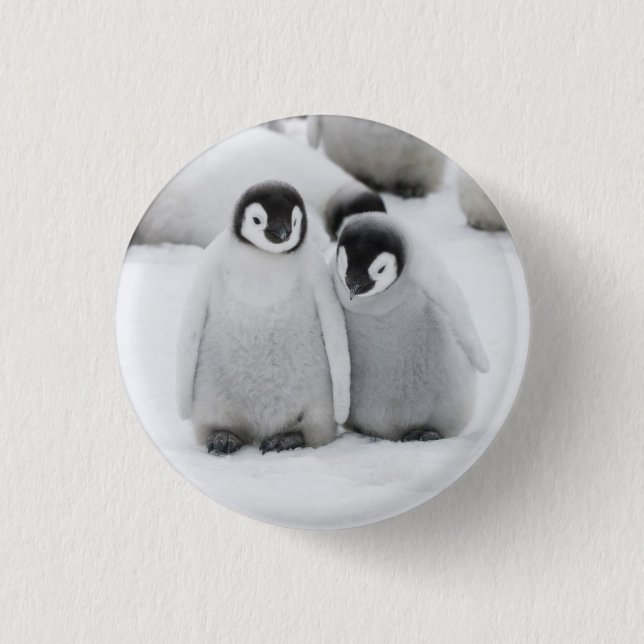 Emperor Penguin Chicks on Ice in Antarctica Button (Front)