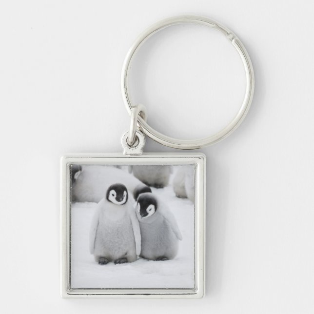 Emperor Penguin Chicks on Ice in Antarctica Keychain (Front)