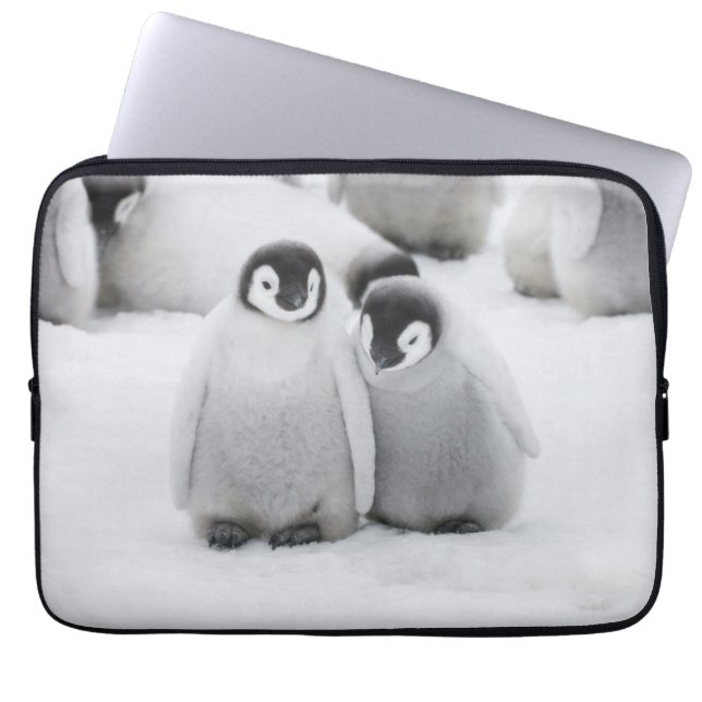 Emperor Penguin Chicks on Ice in Antarctica Laptop Sleeve (Front)