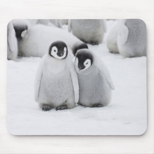 Emperor Penguin Chicks on Ice in Antarctica Mouse Pad (Front)