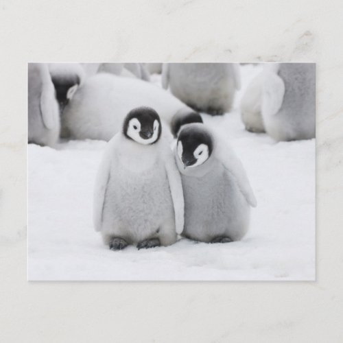Emperor Penguin Chicks on Ice in Antarctica Postcard