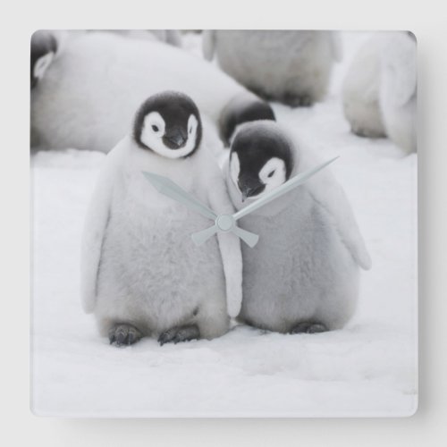 Emperor Penguin Chicks on Ice in Antarctica Square Wall Clock
