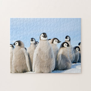 Emperor Penguin Chicks - puzzle