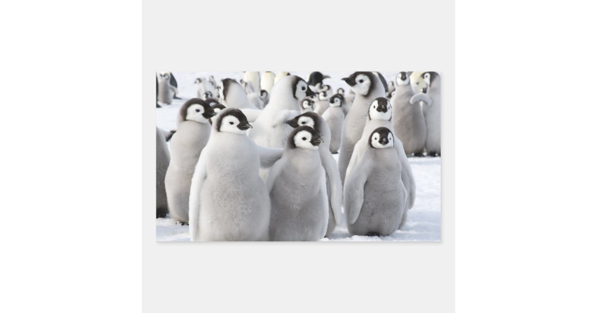 Emperor Penguin Chicks - sticker | Zazzle